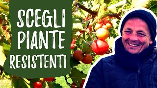 FRUTTI ANTICHI piante sane senza trattamenti [upl. by Essyle226]