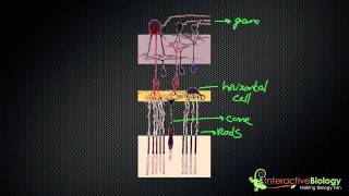 034 How Lateral Inhibition enhances Visual Edges [upl. by Atsirak]