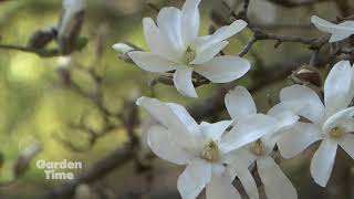 Hoyt Arboretum Magnolias [upl. by Davidde]