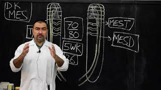 Development of Kidney  Mesonephric kidney [upl. by Nyleaj]