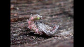 More Glow Worms as the 2023 glowing season gains pace [upl. by Treboh]