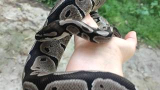 Ball Python Morph Update  VPI Axanthic [upl. by Georgeta]