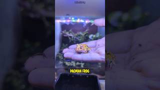 New pet Pacman Frog ytshorts shorts [upl. by Emad]