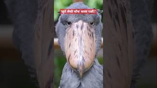 जूते जैसी चोंच वाला पक्षी  shoebill bird shorts facts shoebillstork scincefacts [upl. by Seabury644]