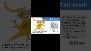 cell deathapoptosisnecrosisgcufbiologycellbiologypathologymicrobiologynotes [upl. by Converse]