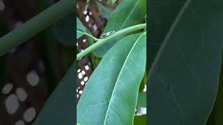 Tiger Swallowtail Caterpillar [upl. by Lek]