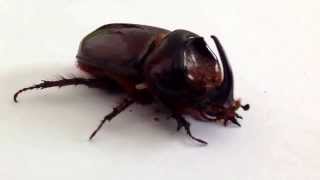 African rhinoceros beetle Oryctes boas [upl. by Kavanagh340]