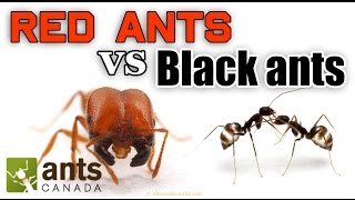 WHO WINS RED ANTS VS BLACK ANTS [upl. by Yerbua301]