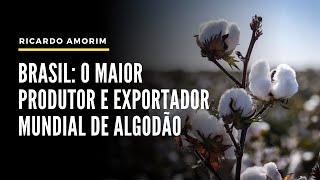 Brasil o maior produtor e exportador mundial de algodão [upl. by Skippie727]