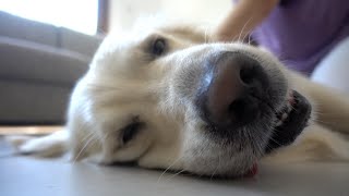 My Golden Retrievers Home Grooming Routine [upl. by Bartel]