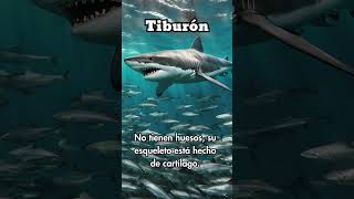 🦈 ¡El tiburón sin huesos 🦴 Tiburón AnimalesMarinos VidaSalvaje TiburónSinHuesos Shorts [upl. by Siramad647]