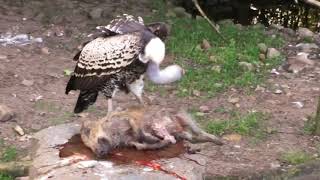 Vultures eat young wild boar [upl. by Brittany]