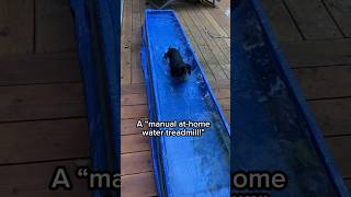 Homemade “Water Treadmill” for Dog’s Hydrotherapy IVDD Dachshund [upl. by Kliman820]