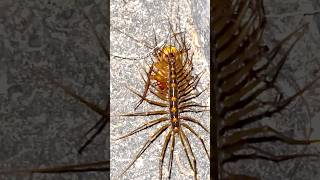 House Centipedes vs cockroach 🪳 🙀⚠️☠️ wildlife nature animal insects fighting centipedes [upl. by Ahsataj334]