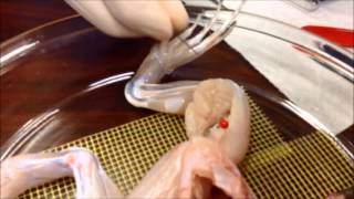 The Academy of 21st Century Learning Electrical Stimulation of Frog Legs [upl. by Mcclain474]