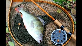 FISHING FOR LARGE PERCH WITH PRAWNS  ALDERWOOD FISHERY [upl. by Atterg]