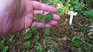 Simplest way to propagate apple rootstocks for grafting on them next year [upl. by Cornall]