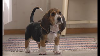 Basset Artésien Normand puppy 8 weeks old [upl. by Harriott]