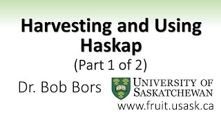 Harvesting and Using Haskap Part 1 of 2 [upl. by Suoicserp]