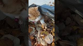 O labuță de ajutor contează cat autumn shorts [upl. by Ellynn445]