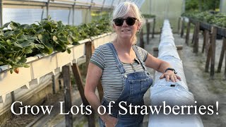 Easy way to Grow Strawberries [upl. by Veedis]