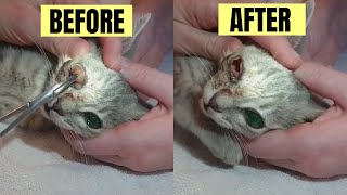 Giant Cuterebra Larva Removed From a Cats Eyes He Lost His Sight [upl. by Maighdiln]