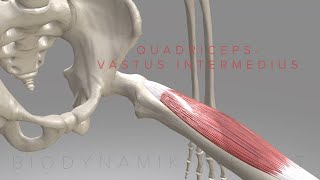 Quadriceps Vastus Intermedius 3D Animation [upl. by Blackwell]