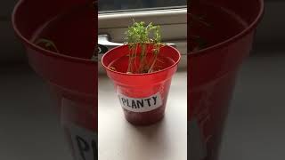 Day one of Planty🌱 life [upl. by Seely833]