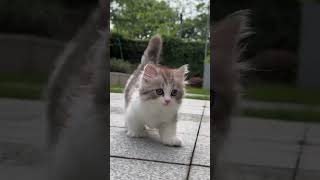 baby cat meowing 😀baby cat crying cat cats shorts viralshorts ytshorts trendingshorts [upl. by Eisyak663]