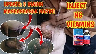 INJECT NG VITAMINSBELAMYL SA BIIK UPDATE SA MGA INAHIN MANGUNGUMA TV [upl. by Ryter]