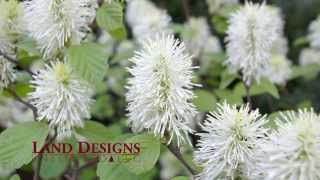 Fothergilla gardenii  Dwarf Fothergilla Flowering Shrub  Trumbull CT Landscape Designer [upl. by Francesco880]