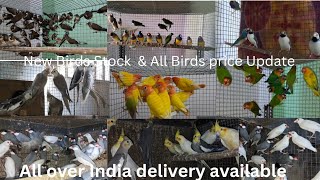 New Birds Stock amp Price Update  Bengali Finch bird  Gouldian finch  Cocktail [upl. by Thirzi]