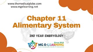 Chapter 11 Alimentary System Embryology [upl. by Myrah683]