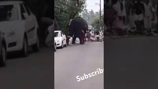 KERALA ROAD ELEPHANT IS TENSION 🐘🐘 [upl. by Scever]