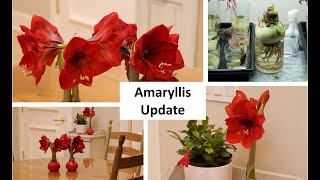 Amaryllis Wax Dipped Bulbs and Growing in a Vase [upl. by Ailad193]