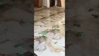 New tile installation video 60x120 tile master karachitilemastert [upl. by Mahoney]