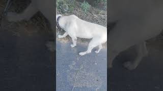 My Dog Mini blog video labrador pitbull bullybreed [upl. by Malorie]