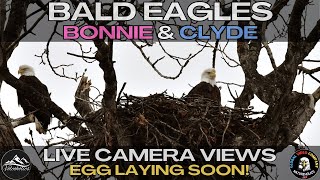 Watch LIVE Bald Eagles Nest 🦅 Multiple Views 🦅 [upl. by Erich]