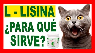 ¿Para Qué Sirve Viralys L Lisina en Gatos Dosis y Efectos Secundarios [upl. by Coats]