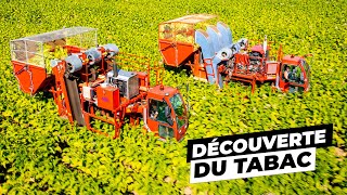 Découverte de la culture du Tabac 🌱 [upl. by Bilbe902]