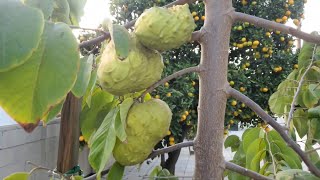 Cherimoya Elegant 3rd Year Dr White Cherimoya Tree Bearing Exquisite Fruit in Santa Ana So Cal [upl. by Ashli]