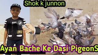 Ayan Bache ke Dasi PigeonS video viralpigeonvideo [upl. by Nongim461]