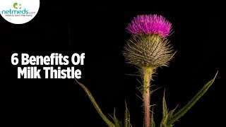 5 Incredible Health Benefits Of Milk Thistle [upl. by Nimzaj]