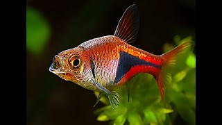 Harlequin Rasbora Fish [upl. by Okechuku]