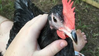 Cuddles with Baby Roosters [upl. by Alyssa]