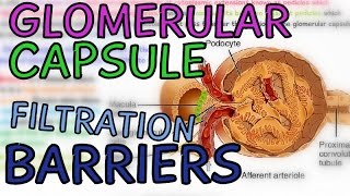 The Glomerular Capsule  Glomerulus  Filtration Barriers  Podocytes  Fenestrae [upl. by Eytteb]