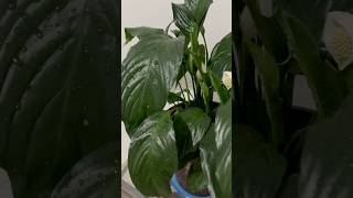 இதை செய்யுங்கள் உங்க செடி நல்லா வளரும் You Must Do This houseplantcaretip [upl. by Lula]