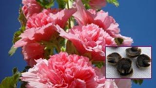 How to Grow Hollyhock [upl. by Ayimat]