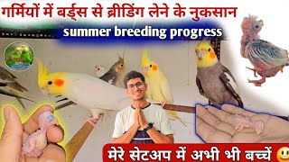 summer season Birds breeding progress 😃  गर्मियों में बर्ड्स से ब्रीडिंग लेने के नुकसान प्रैक्टिकल। [upl. by Ellednek772]