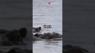 Why Hippos Are Surprisingly Dangerous [upl. by Taite]